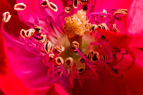 Flower 2 Poster Print - Rachel Lee