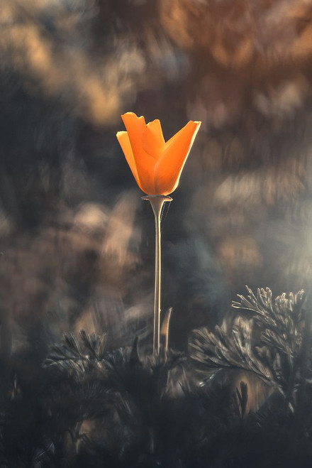 The Green Lantern Poster Print - Fabien Bravin