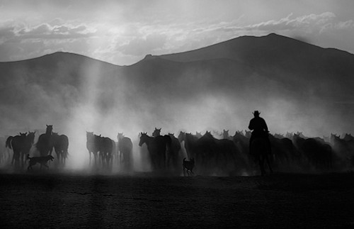 cowboy Poster Print - Emine Basa