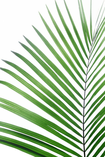 Green Palm Leaf Poster Print - Kathrin Pienaar
