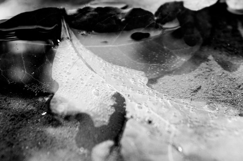 Monochrome Fall Poster Print - Will Malone