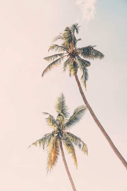 Tropical Palms Poster Print - Kathrin Pienaar