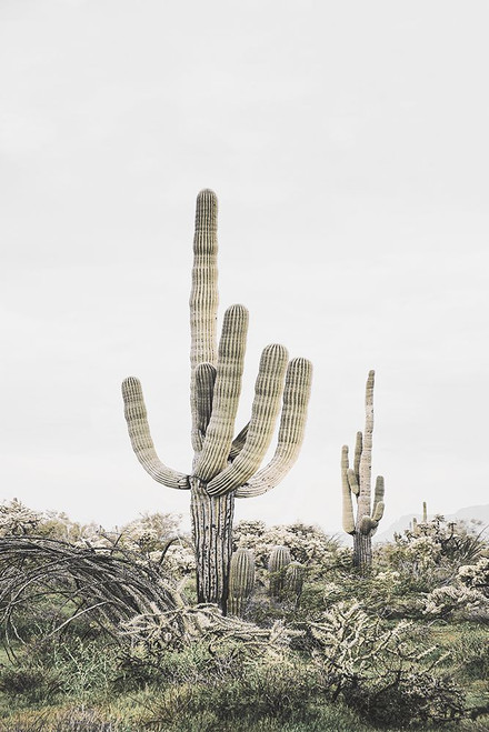 Pink Saguaro Poster Print - Kathrin Pienaar