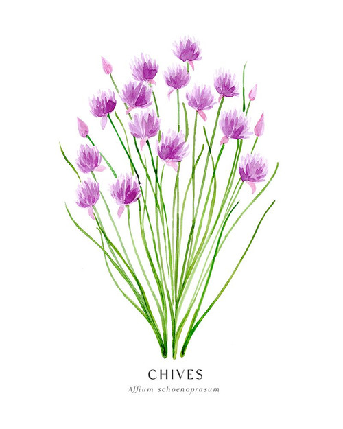 Chives I Poster Print - Blursbyai Rosana Laiz