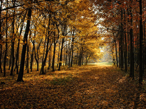 Fall Trees 9 Poster Print - Rachel Lee