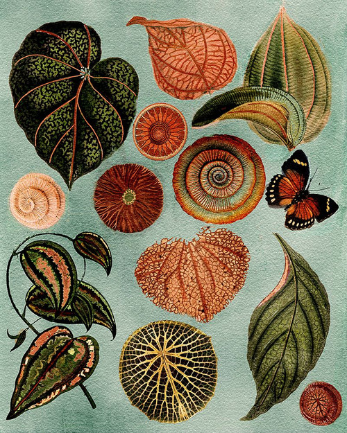 Terracotta Blues Botanical Poster Print - Giovanna Nicolo