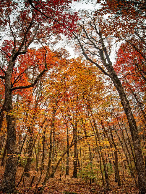 Fall Trees 17 Poster Print - Rachel Lee