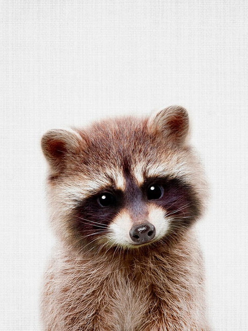 Peekaboo Raccoon Poster Print - Lola Peacock
