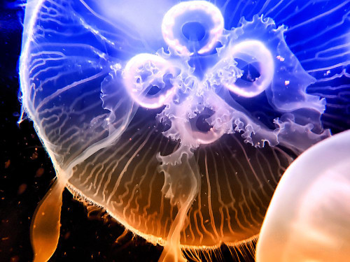 Aquarium Fish 2 Poster Print - Rachel Lee