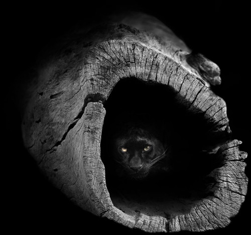 Panther Poster Print - Duran Juan Luis