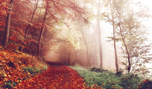 Fall Road Poster Print - Rachel Lee