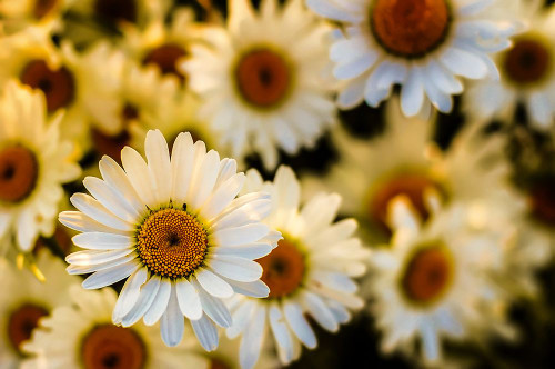 Daisies Poster Print - Rachel Lee