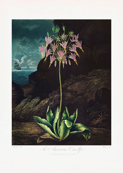 The American Cowslip from The Temple of Flora