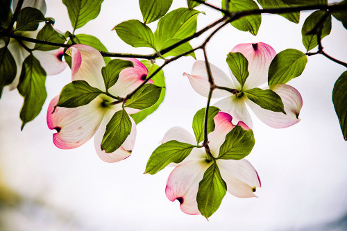 Dogwood Horizontal Poster Print - Rachel Lee