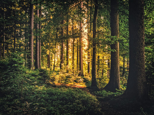 Trees 61 Poster Print - Rachel Lee