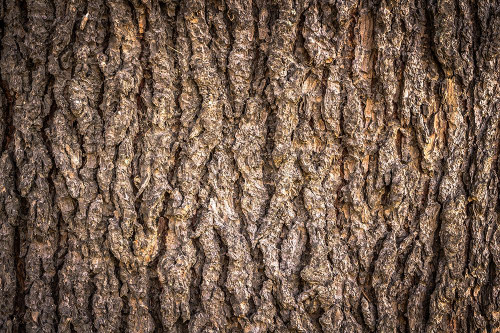 Trees 6 Poster Print - Rachel Lee