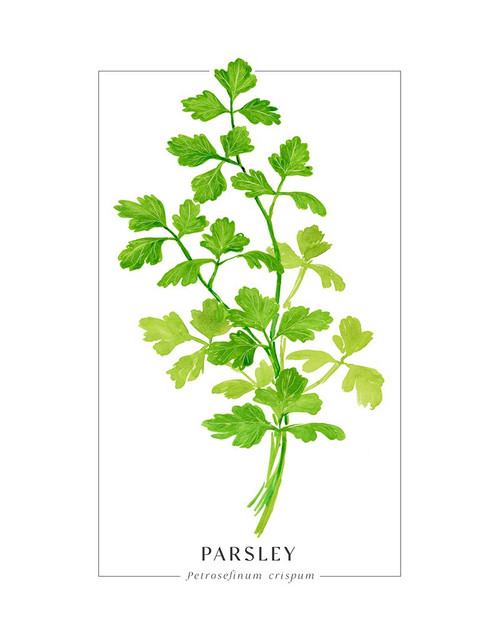Parsley II Poster Print - Blursbyai Rosana Laiz