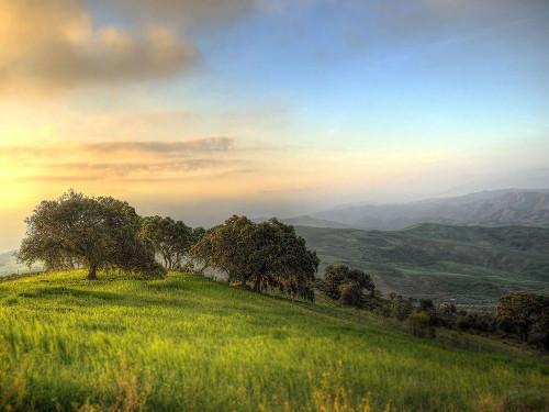 Trees 60 Poster Print - Rachel Lee