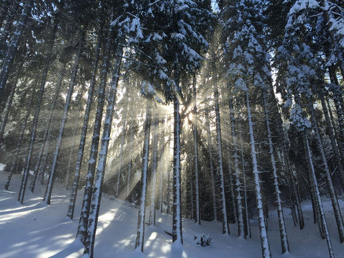 Trees 57 Poster Print - Rachel Lee