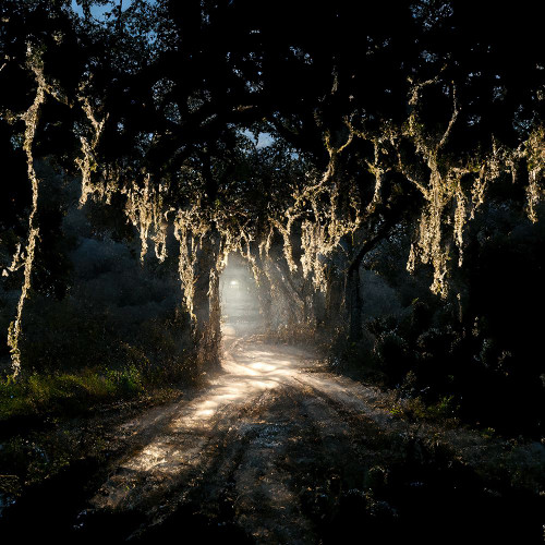 Road in the Woods 7 Poster Print - Screendoor