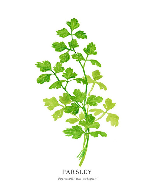 Parsley I Poster Print - Blursbyai Rosana Laiz
