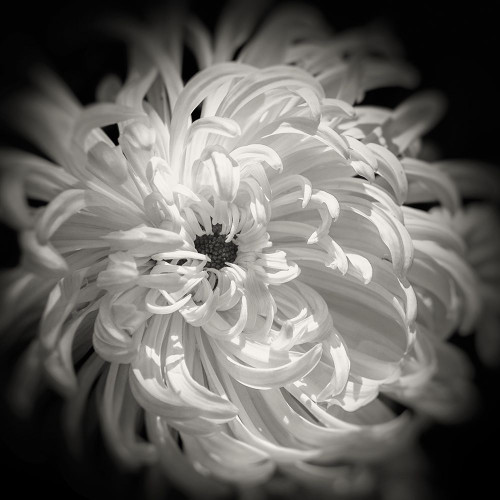 Flores 3 Poster Print - Studio SEA