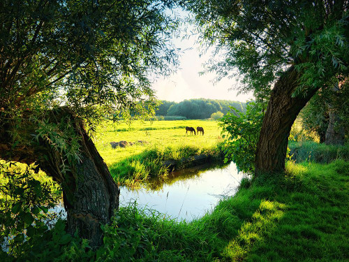 Trees 58 Poster Print - Rachel Lee