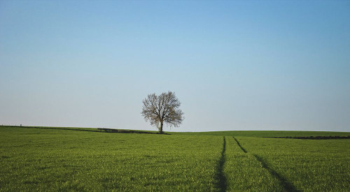 Trees 52 Poster Print - Rachel Lee