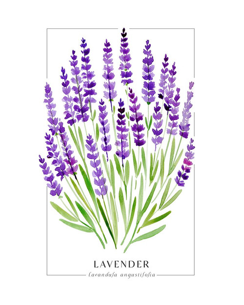Lavender II Poster Print - Blursbyai Rosana Laiz