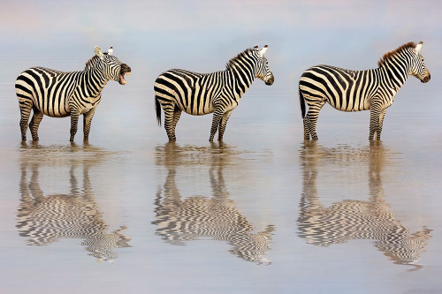 The Bossy Zebra Poster Print - Lester Linda D