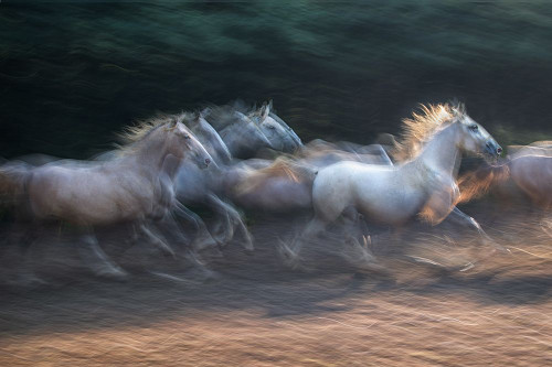 leader Poster Print - Milan Malovrh