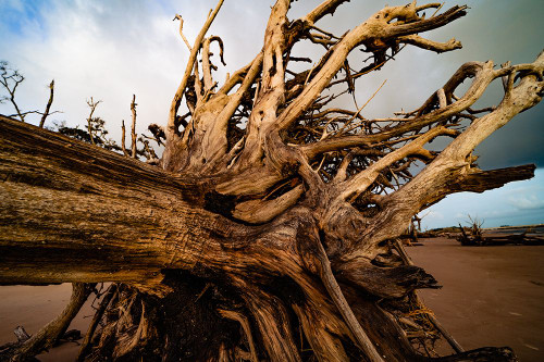 Dead Root Poster Print - Will Malone