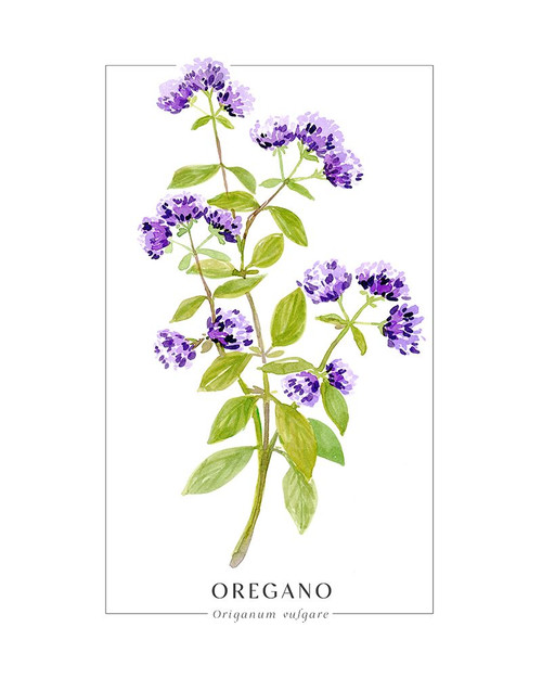 Oregano II Poster Print - Blursbyai Rosana Laiz