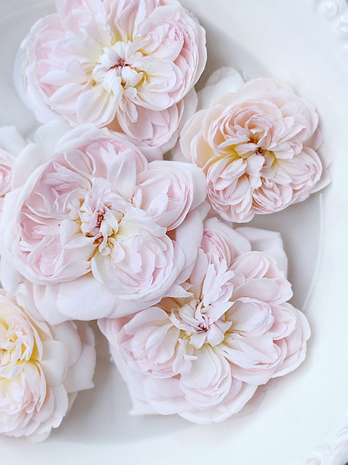 Pink Floating Floral Poster Print - Sarah Gardner