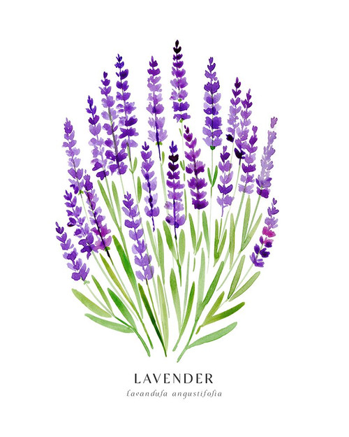 Lavender I Poster Print - Blursbyai Rosana Laiz