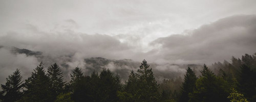 Trees 46 Poster Print - Rachel Lee