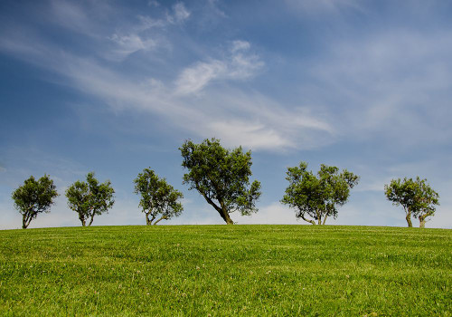 Trees 43 Poster Print - Rachel Lee