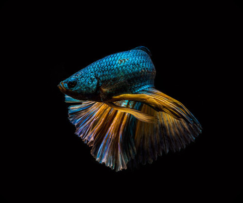 Half turn Poster Print - Andi Halil