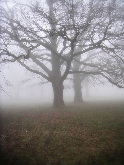 Trees 40 Poster Print - Rachel Lee