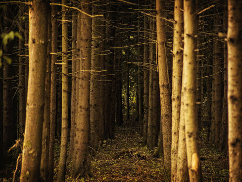 Trees 39 Poster Print - Rachel Lee