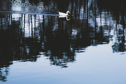 Cherokee Lake Duck Poster Print - Will Malone