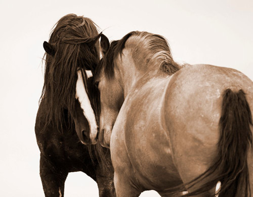 Horses Courting Poster Print - Carol Walker