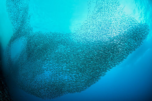 School of Sardines at Moalboal Poster Print - Henry Jager