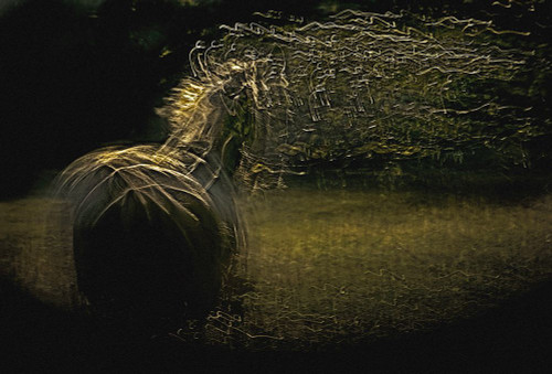 equs Poster Print - Milan Malovrh