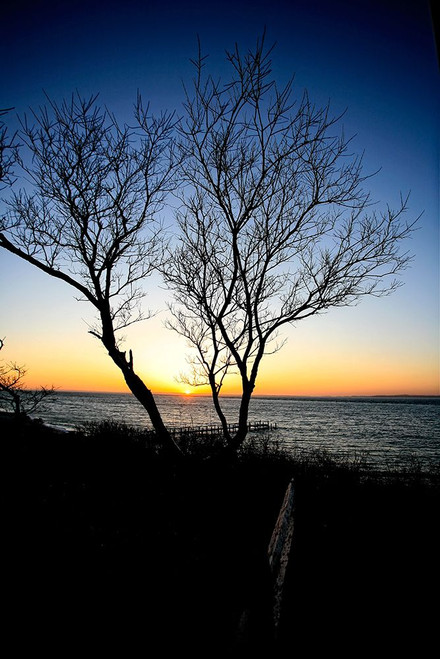 Tree Sunset Poster Print - Rachel Lee