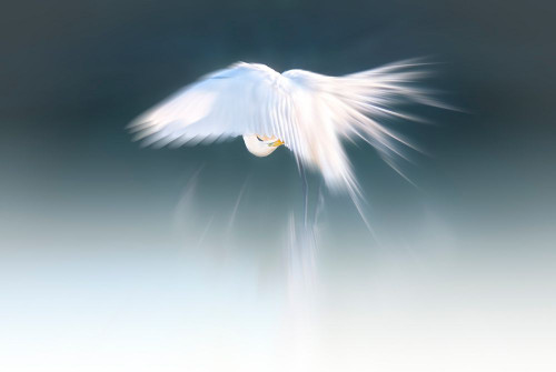 White angel Poster Print - Larry Deng