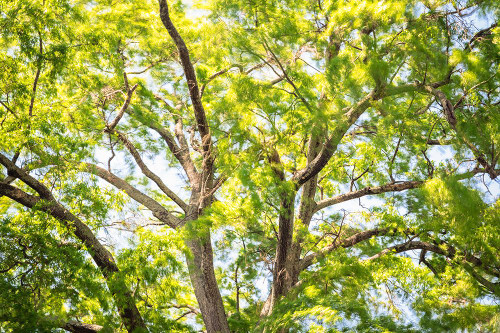 Blowing Leaves Poster Print - Will Malone