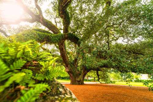 Big Oak 9 Poster Print - Will Malone