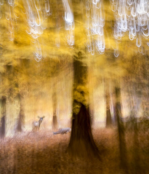 Woods Poster Print - Shenshen Dou