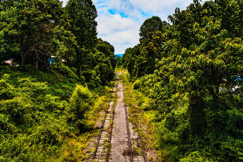 Overgrowth 2 Poster Print - Will Malone Overgrowth 2 Poster Print - Will Malone